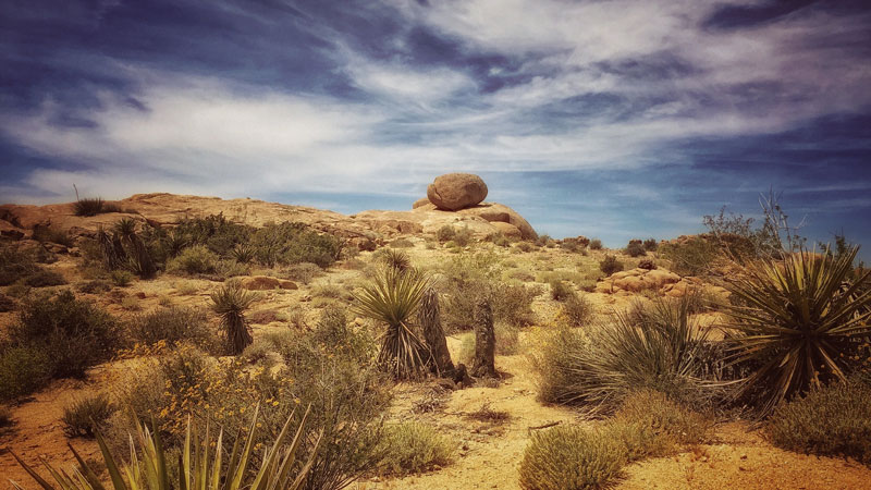 desert landscape